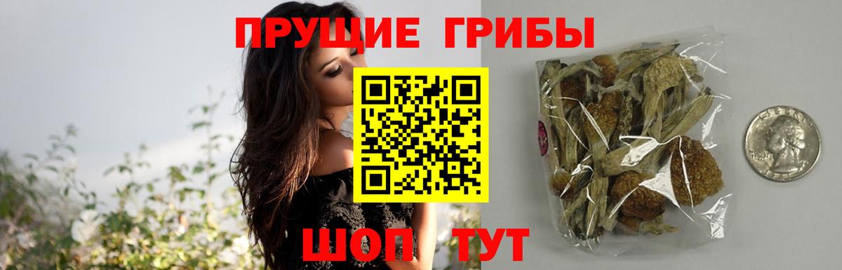 Галлюциногенные грибы Psilocybe Тамбов